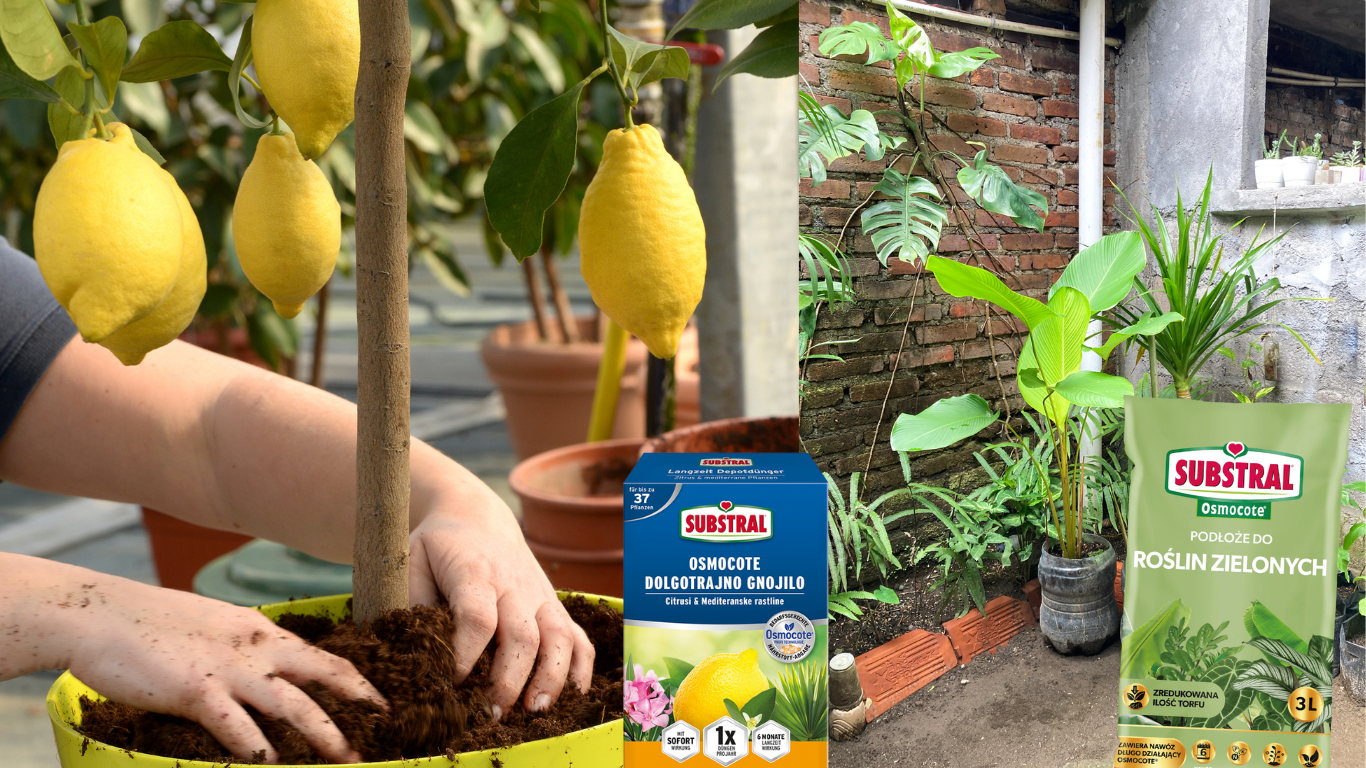 OSMOCOTE - premium đubriva